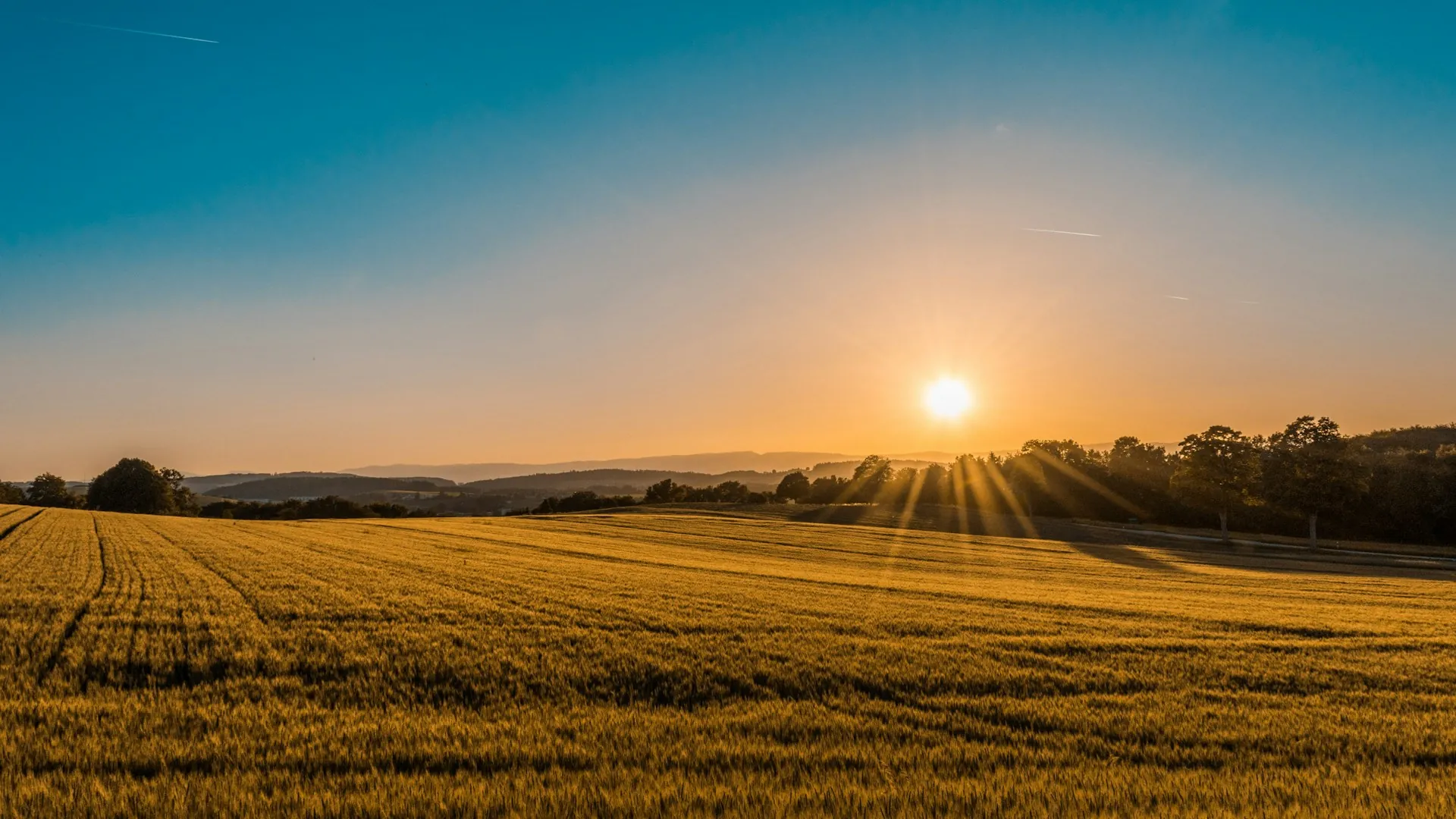 Golden wheat fields on the Saskatchewan prairies at sunset